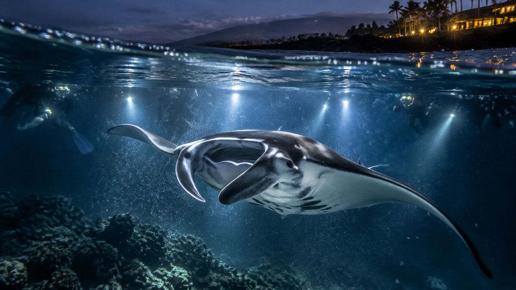A majestic manta ray swimming underwater at night surrounded by scuba divers with bright flashlights in Hawaii.