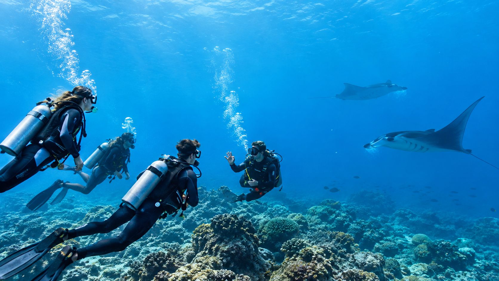 Scuba divers swimming underwater near a coral reef with majestic manta rays in the blue ocean.