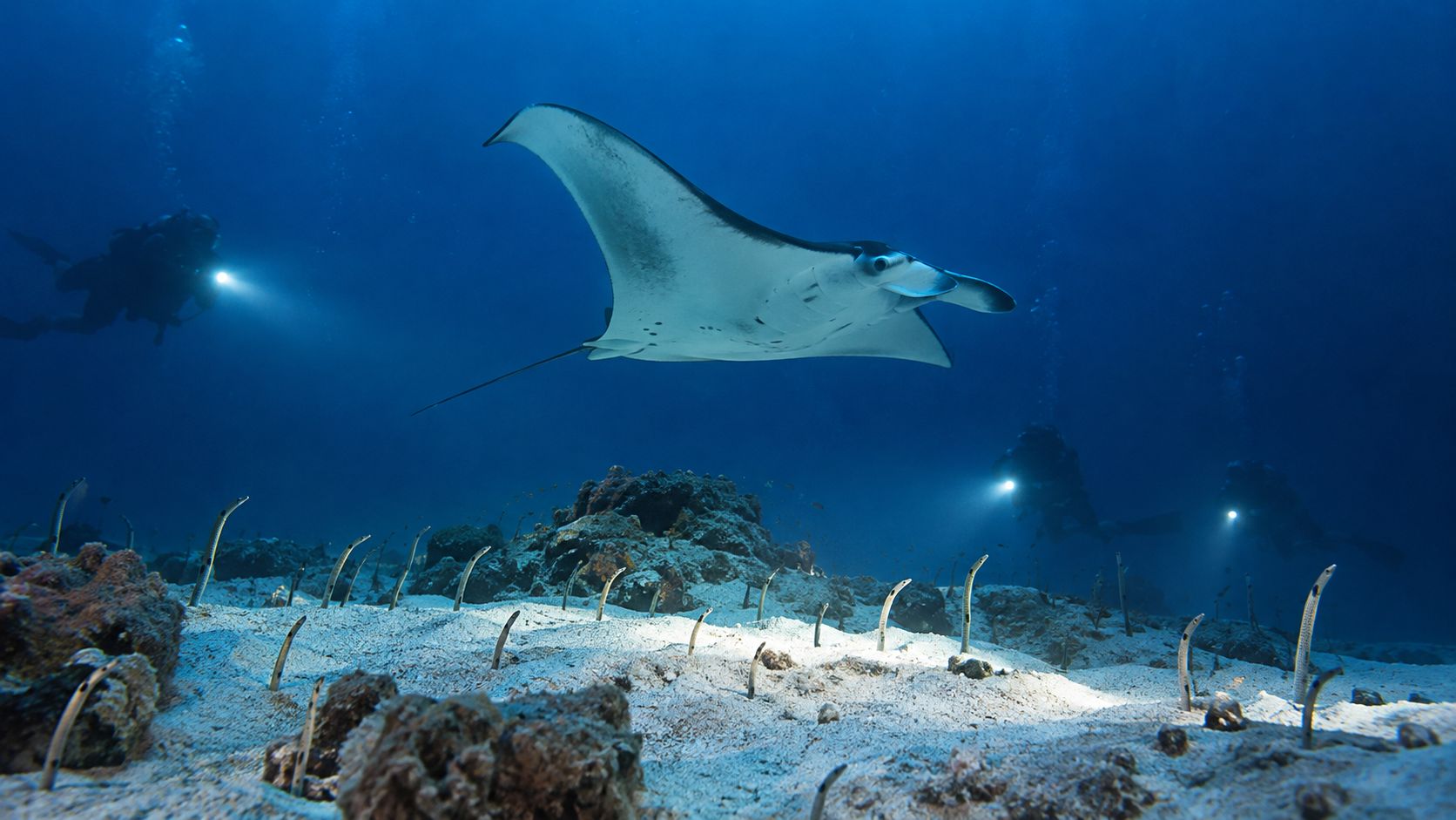 A manta ray swims above a sandy seabed with garden eels while scuba divers observe in background.