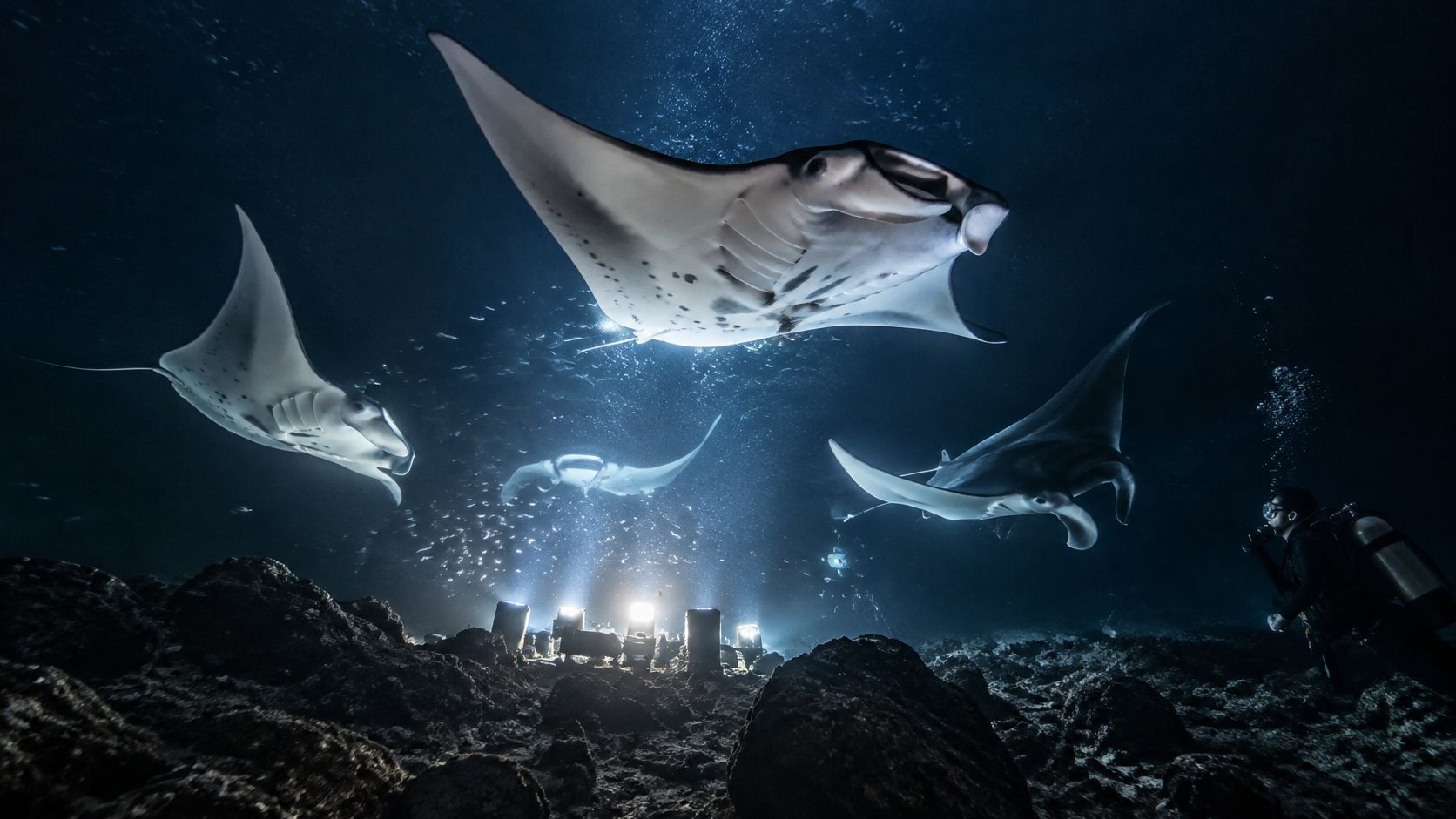 A night diver observes several graceful manta rays swimming near bright underwater lights in Kona, Hawaii.