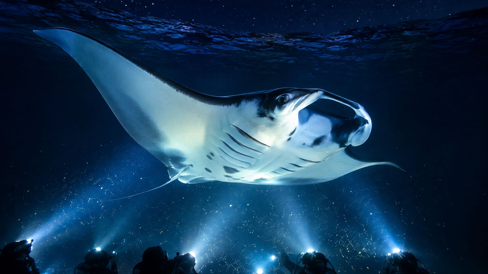 A majestic manta ray glides through the dark ocean, illuminated by the bright beams of scuba divers' flashlights.