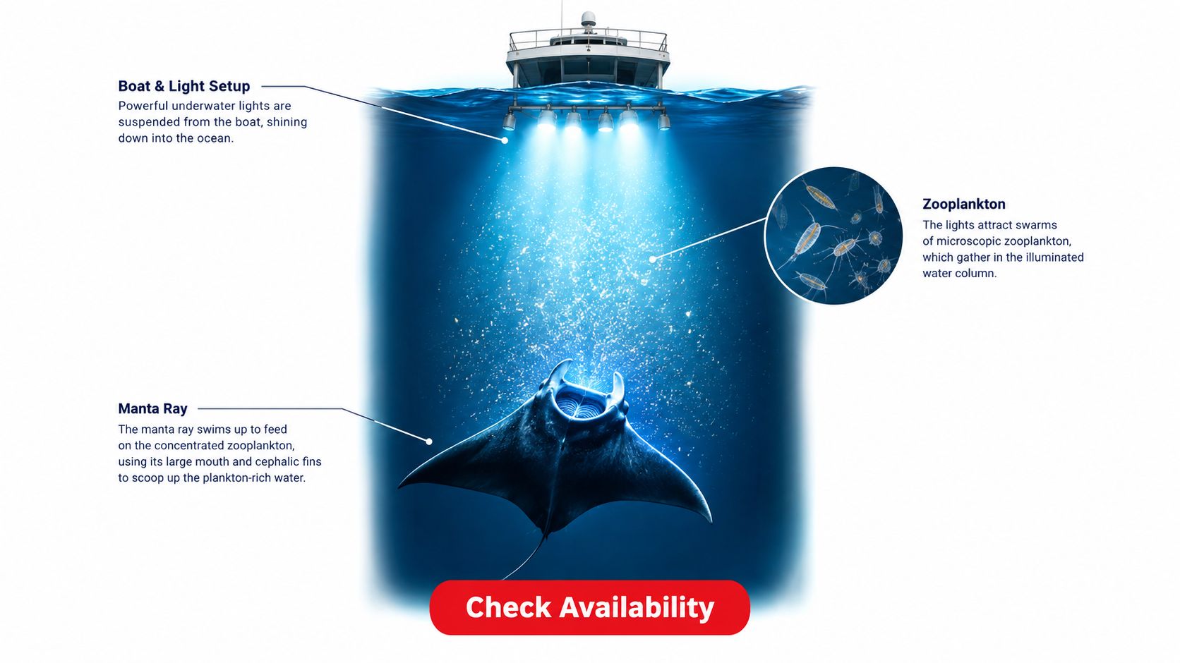 A diagram illustrating how boat lights attract zooplankton to feed manta rays in the ocean.