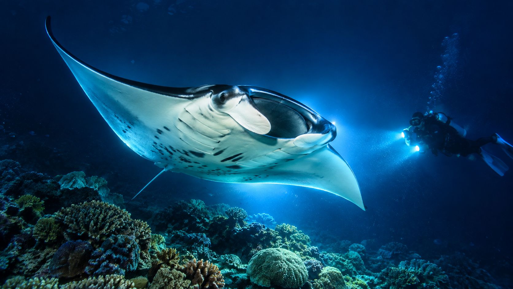 A majestic manta ray swimming gracefully over a colorful coral reef with a scuba diver nearby.