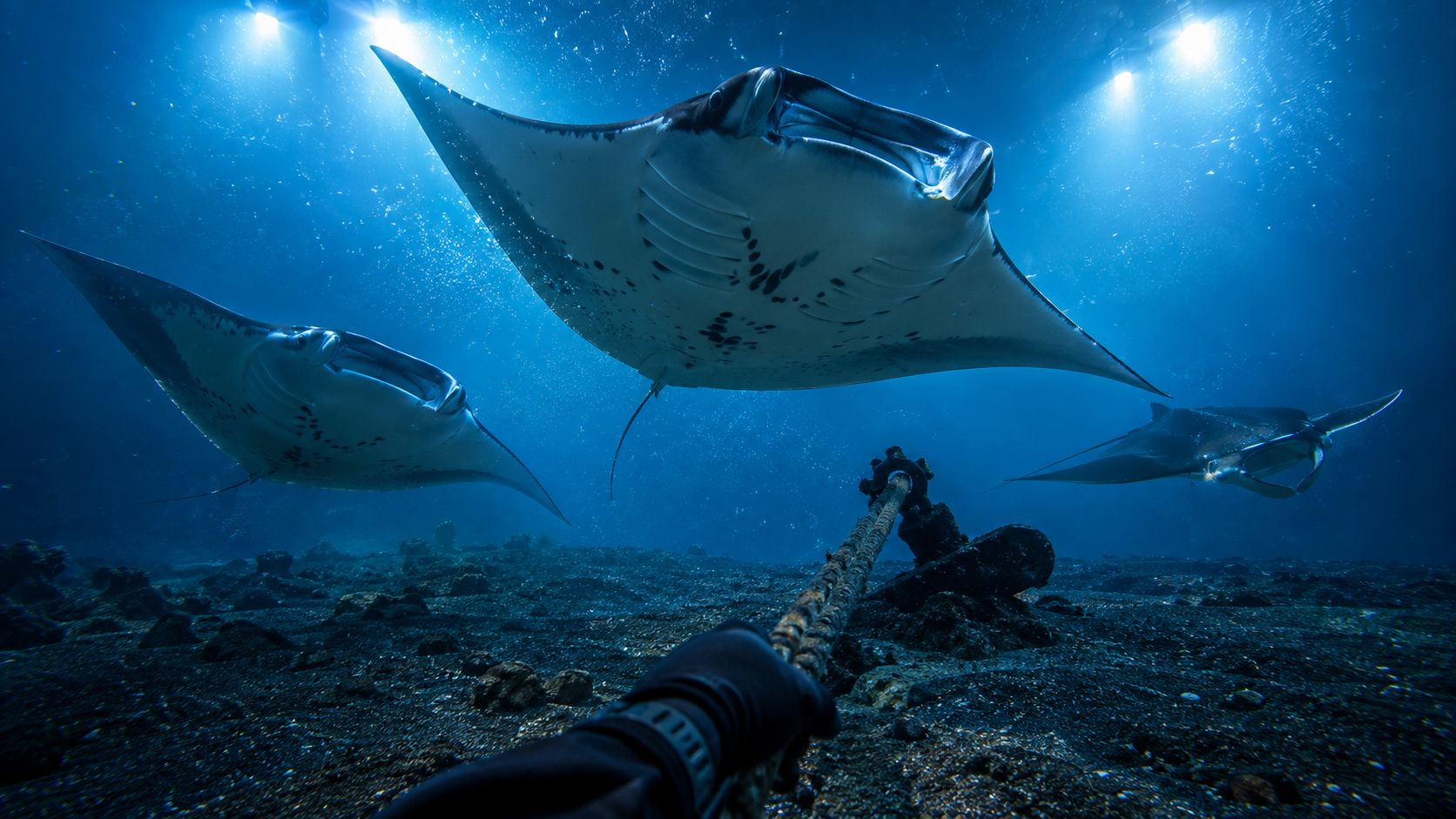 A diver holding an anchor rope underwater while three majestic manta rays swim above in the ocean.
