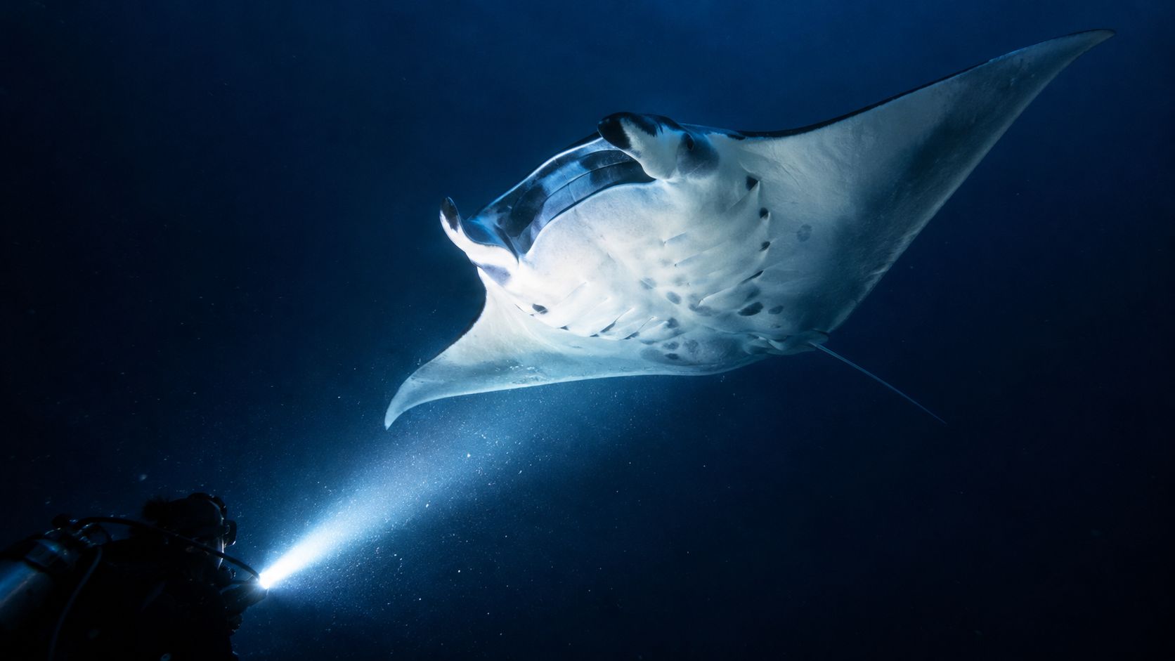 A scuba diver shines a bright light on a large manta ray swimming in deep dark water.