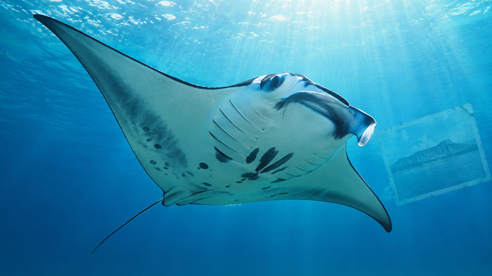 A majestic manta ray swimming underwater with a framed photo of Diamond Head crater in the background.