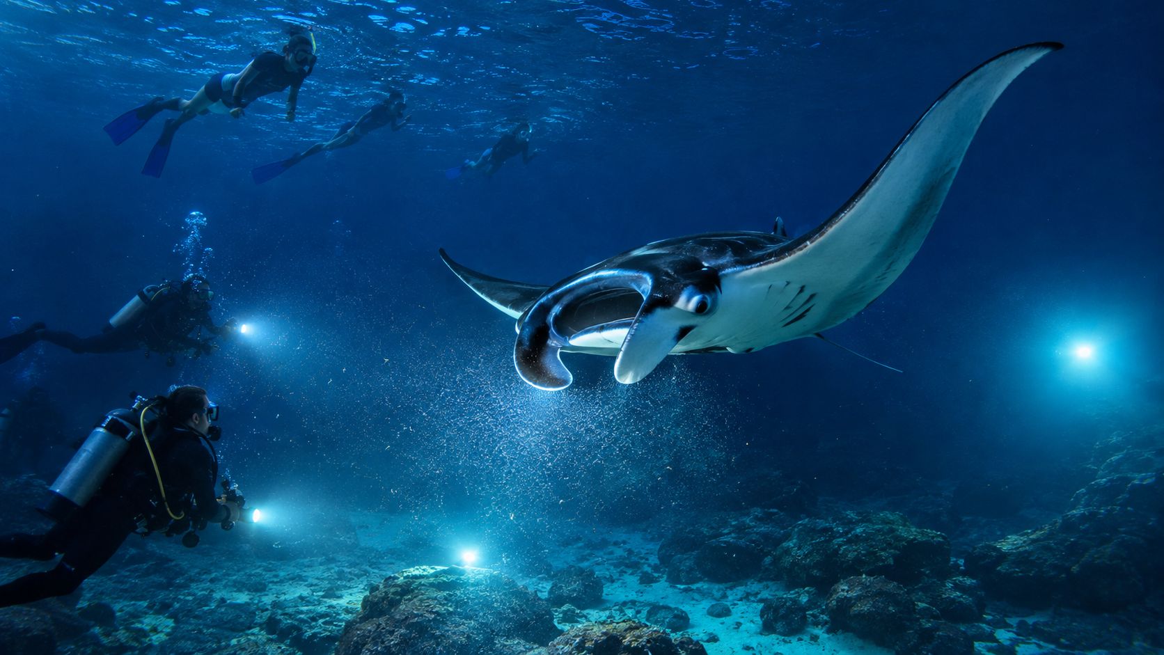 Scuba divers and snorkelers observe a majestic manta ray swimming underwater in the deep blue ocean.