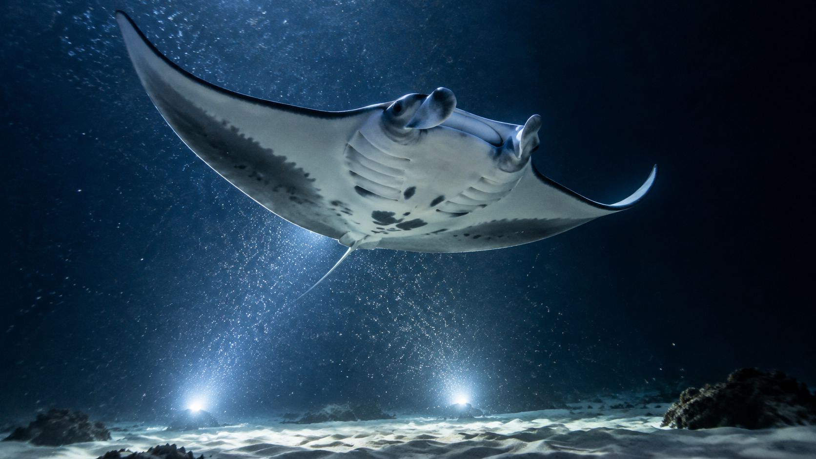 A majestic manta ray swimming gracefully underwater over a sandy ocean floor at night illuminated by lights.