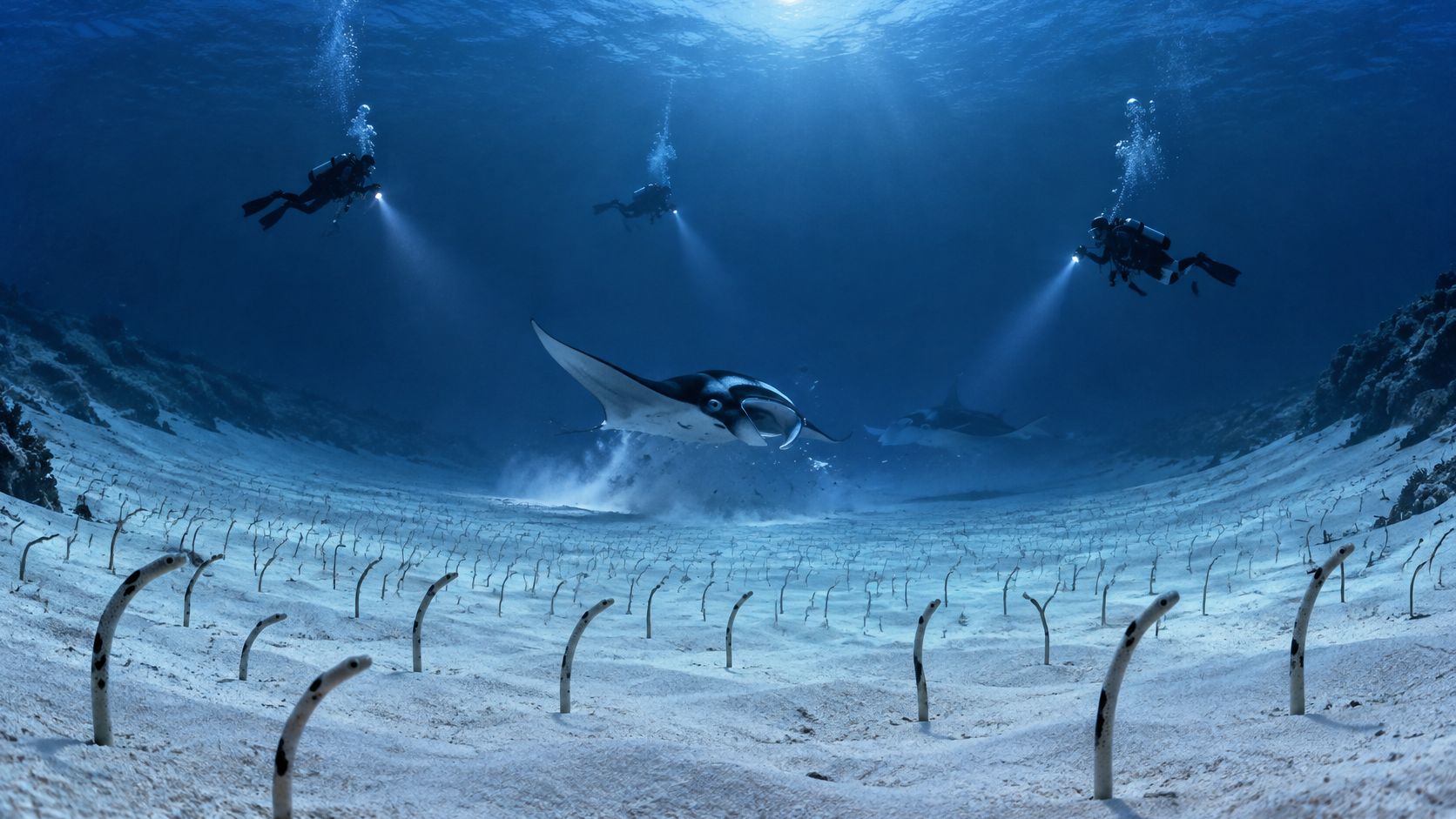 Scuba divers with bright lights hover above a manta ray swimming over a sandy garden eel bed.