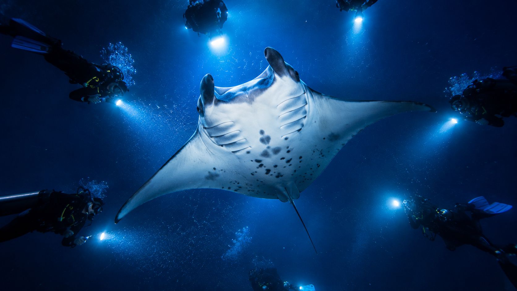 A majestic manta ray swimming gracefully among several scuba divers with flashlights in the dark deep ocean.