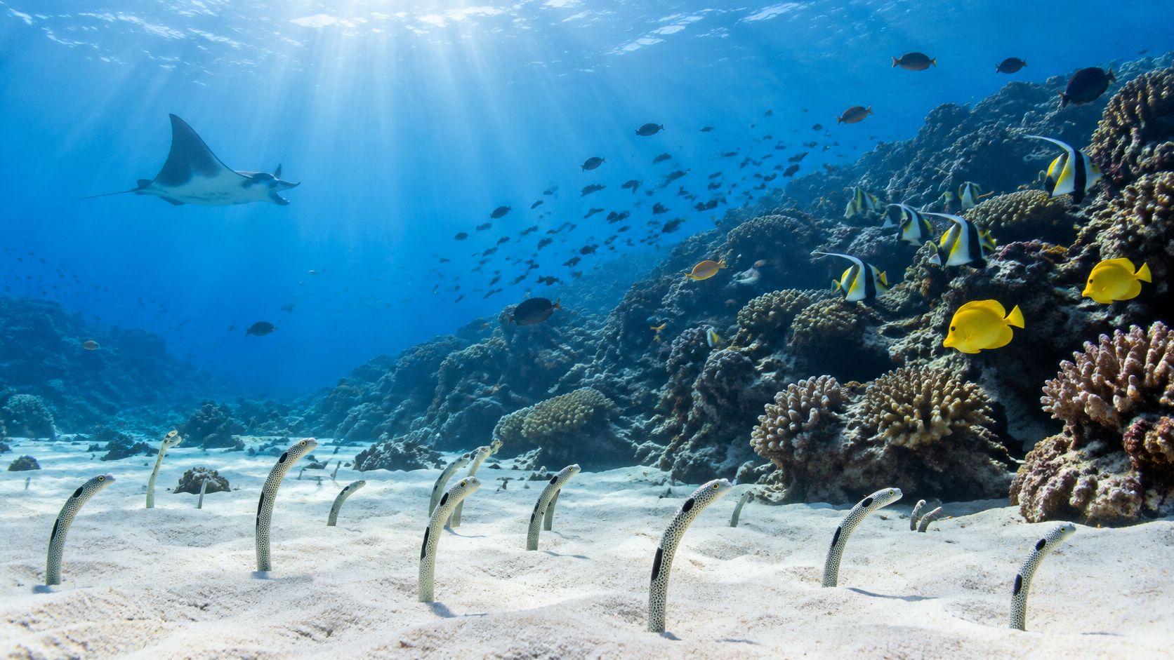 A scenic underwater view of garden eels on a sandy seabed with a manta ray and tropical fish.