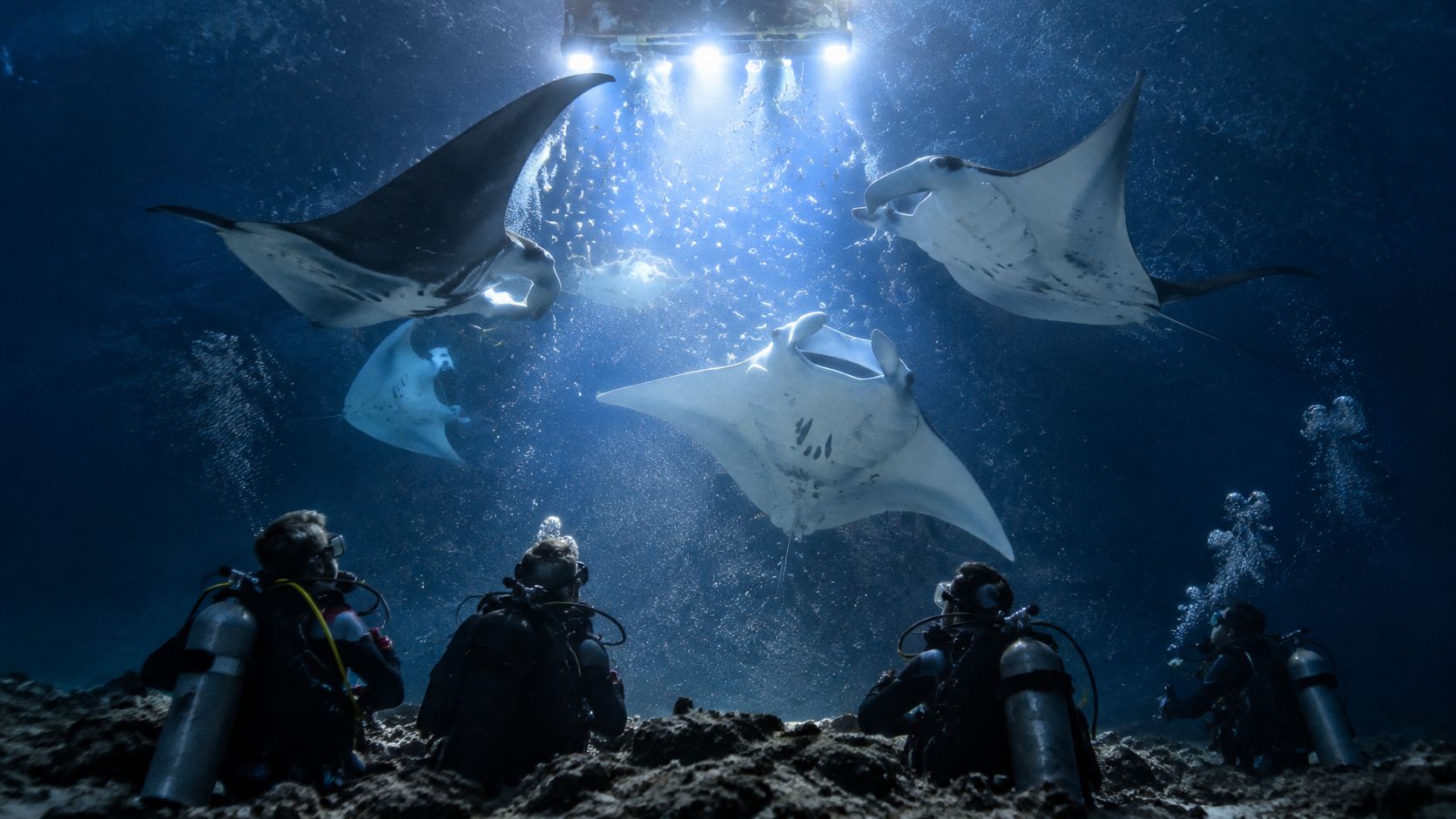 Scuba divers watch several large manta rays swimming in the deep blue ocean during a night dive.