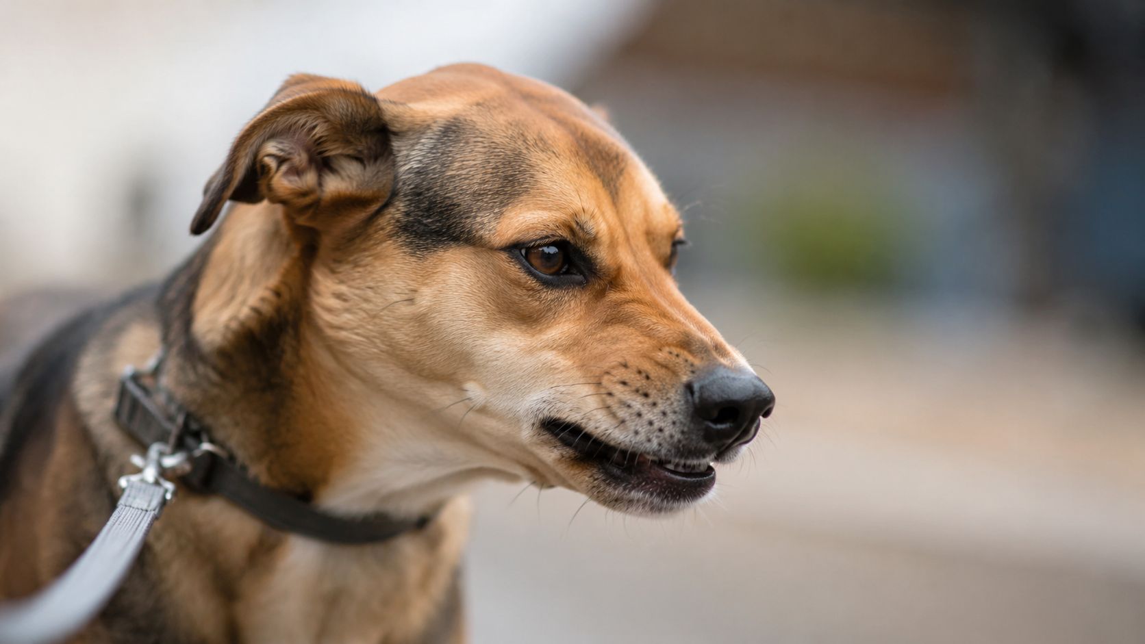 A close-up of a brown and black dog showing teeth while wearing a leash outdoors.
