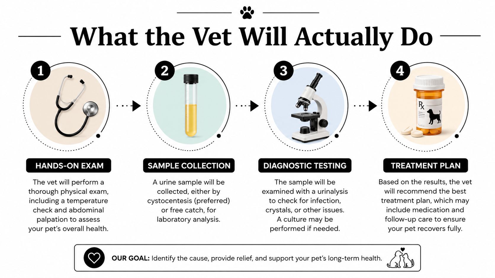 A four-step infographic illustrating the veterinary process for diagnosing and treating a dog's urinary tract infection.