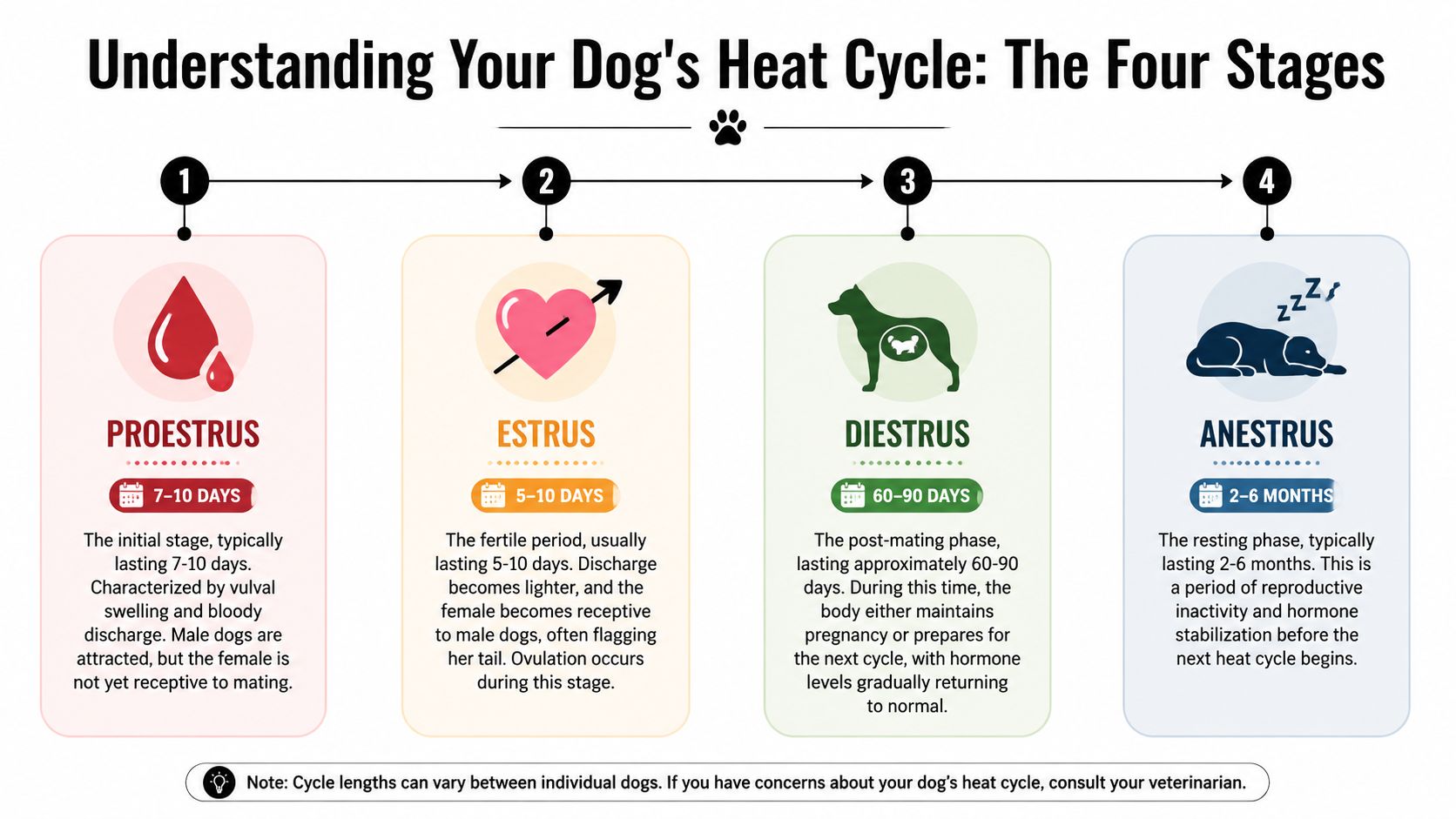 An infographic detailing the four stages of a dog's heat cycle, including proestrus, estrus, diestrus, and anestrus.