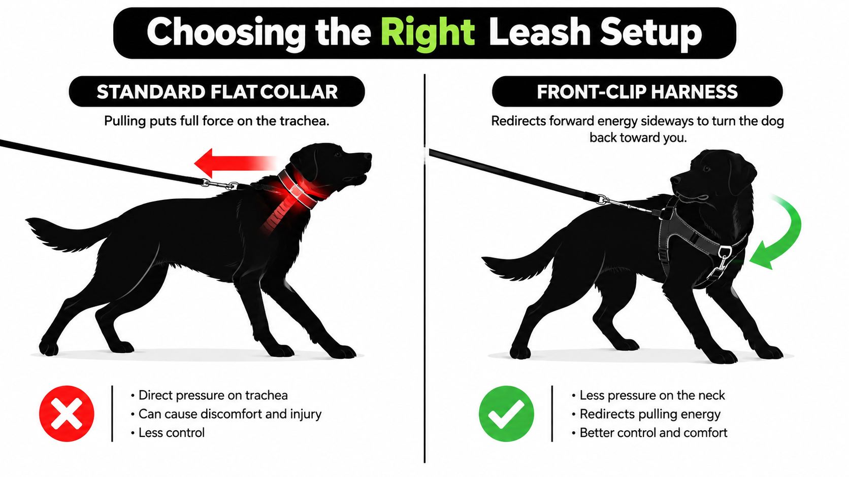 A comparison illustration showing how a front-clip harness is safer for dogs than a standard flat collar.