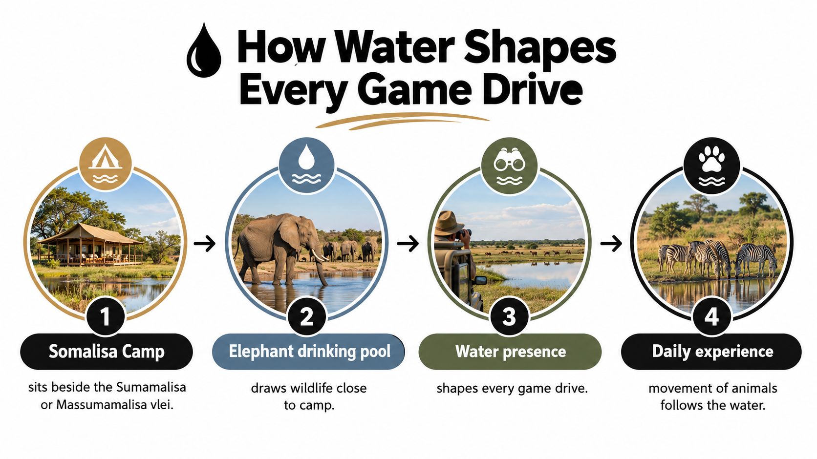 A four-step infographic showing how water at Somalisa Camp attracts wildlife for game drives and viewing.