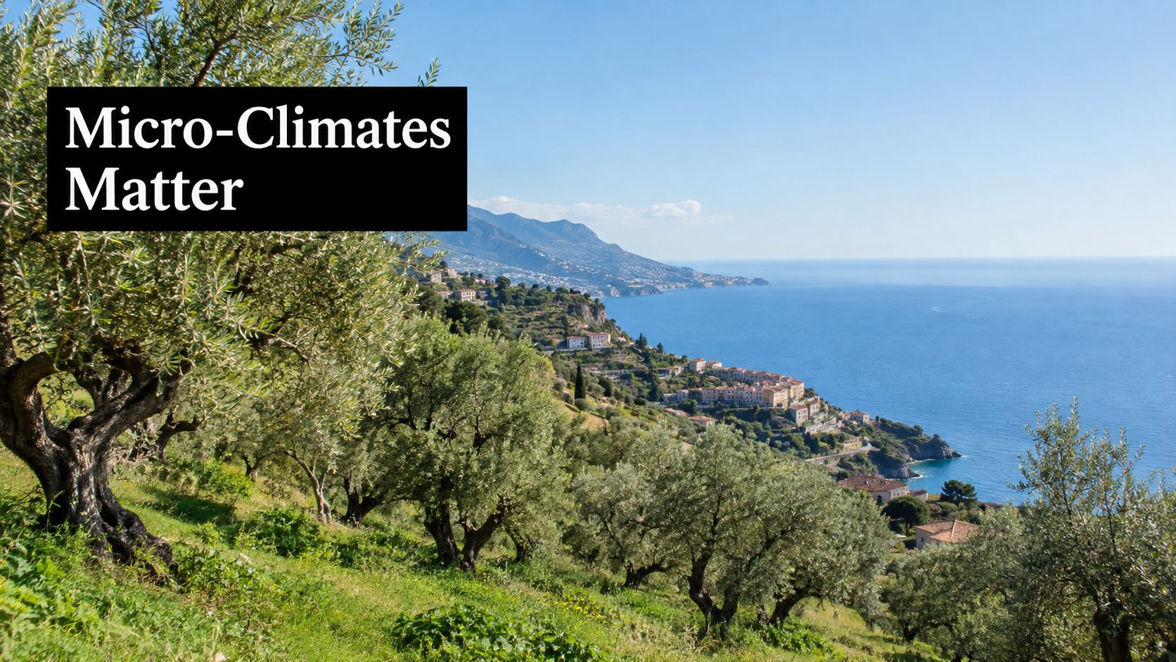 Lush olive trees growing on a sunny Mediterranean hillside overlooking the blue sea and distant town