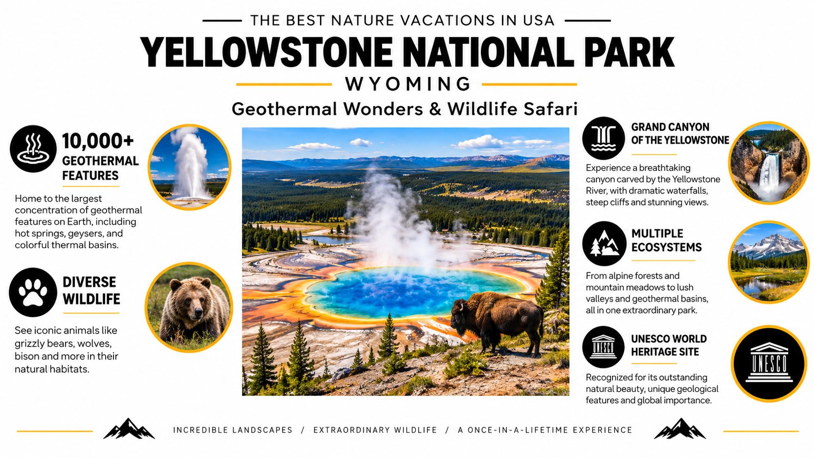 An infographic detailing the natural attractions, geothermal features, and diverse wildlife of Yellowstone National Park in Wyoming.