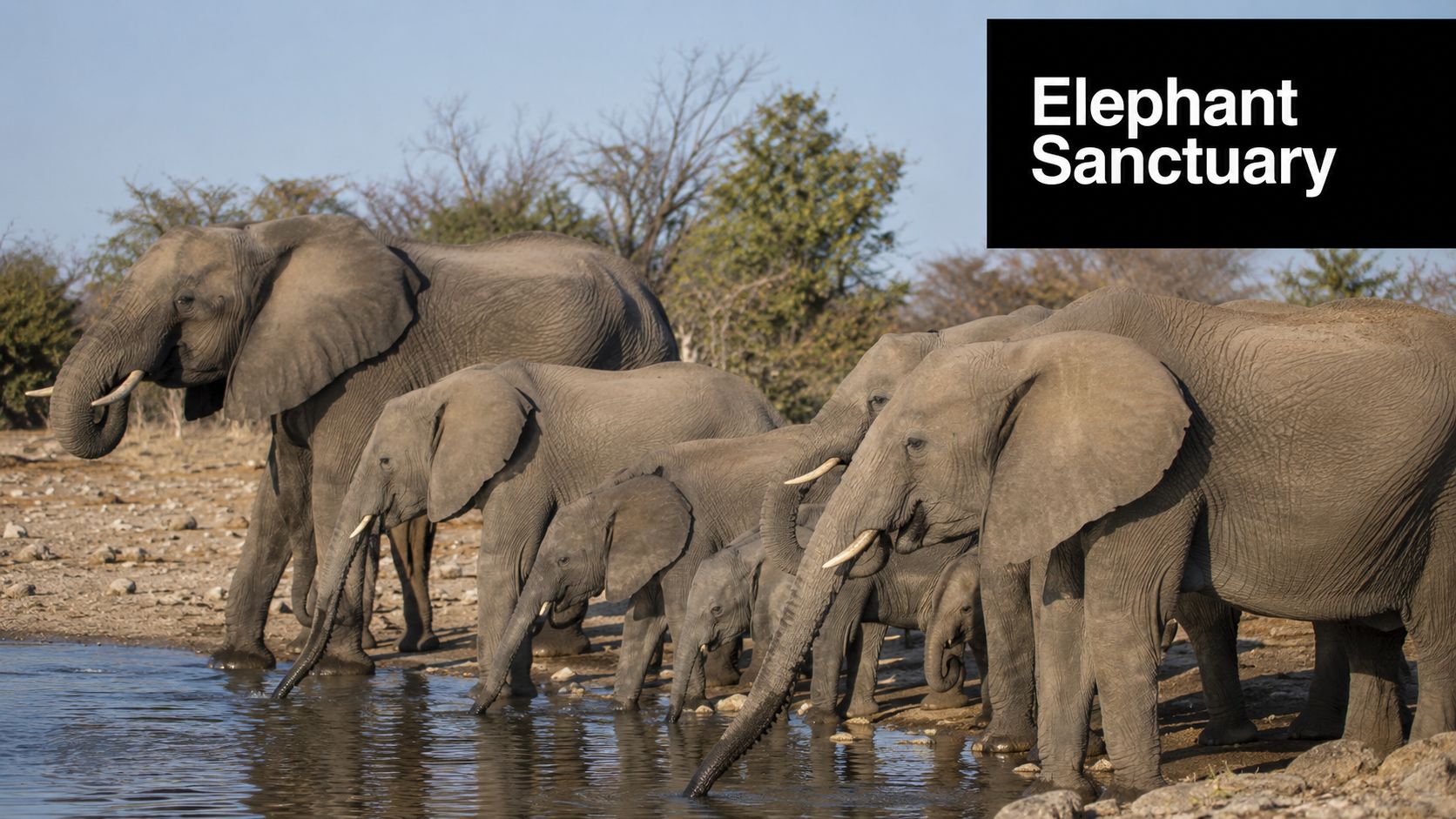 A herd of elephants drinking water from a natural pool in a sunlit African landscape.