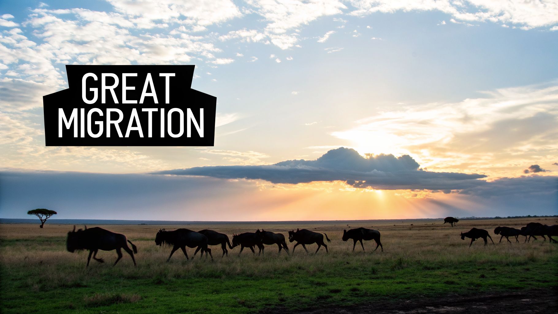 Wildebeest silhouetted against a dramatic sunset sky in the African savanna, with 'GREAT MIGRATION' text.