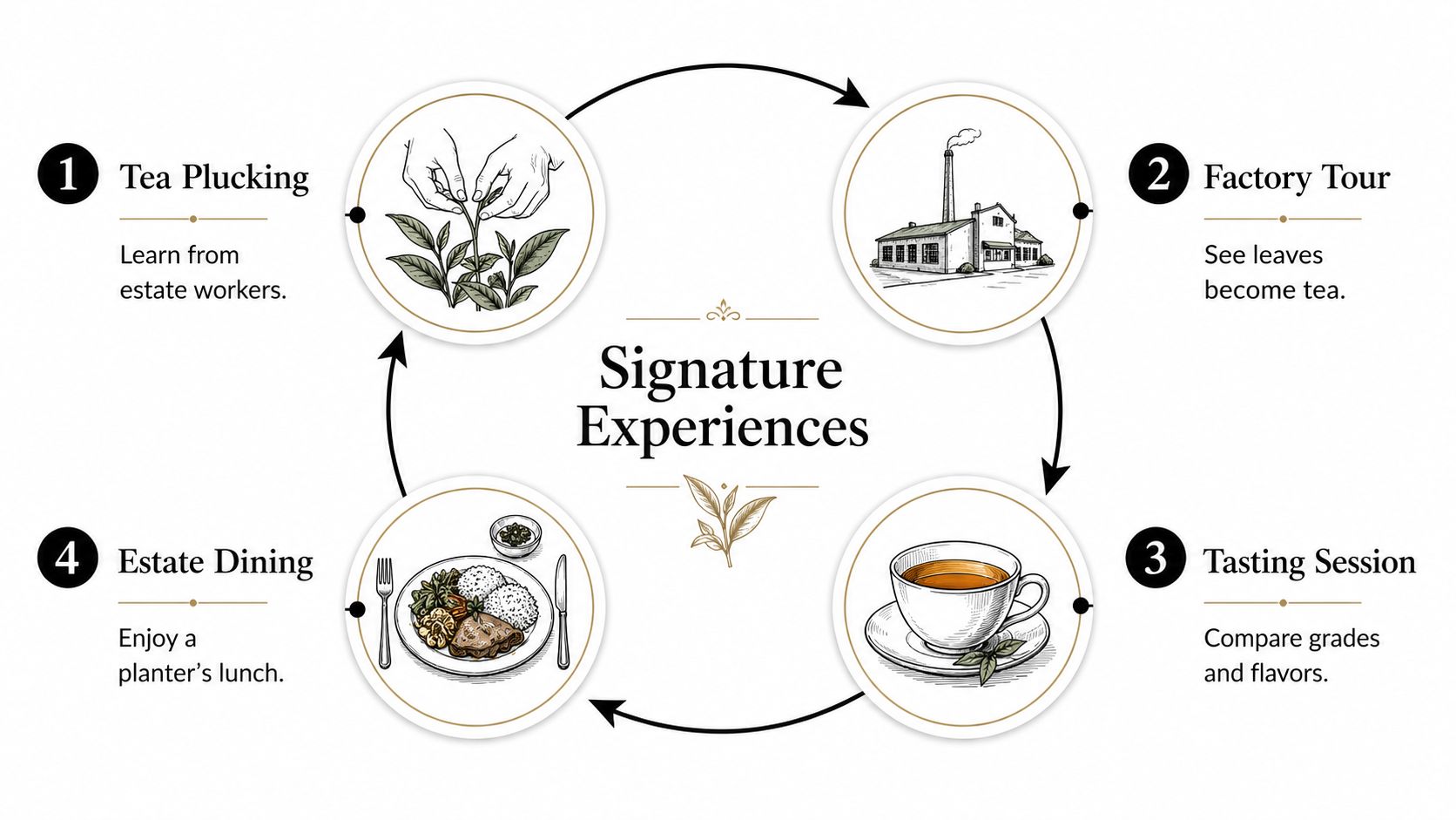 A circular infographic detailing signature tea estate experiences including plucking, factory tours, tastings, and dining.