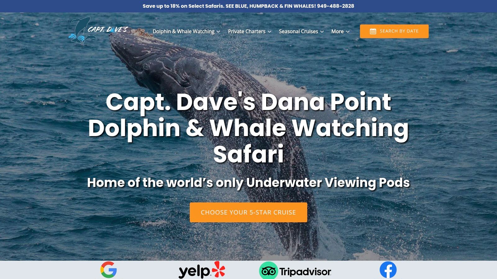 Get Eye-Level with Dolphins via Underwater Viewing Pods