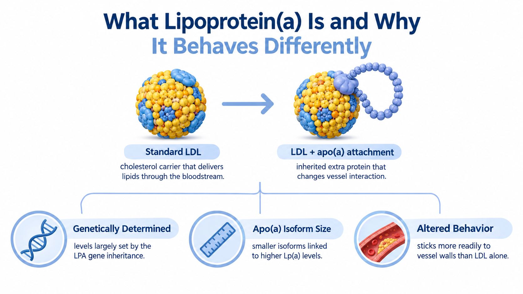 A diagram illustrating how Lipoprotein(a) is formed by attaching an apo(a) protein to standard LDL cholesterol.