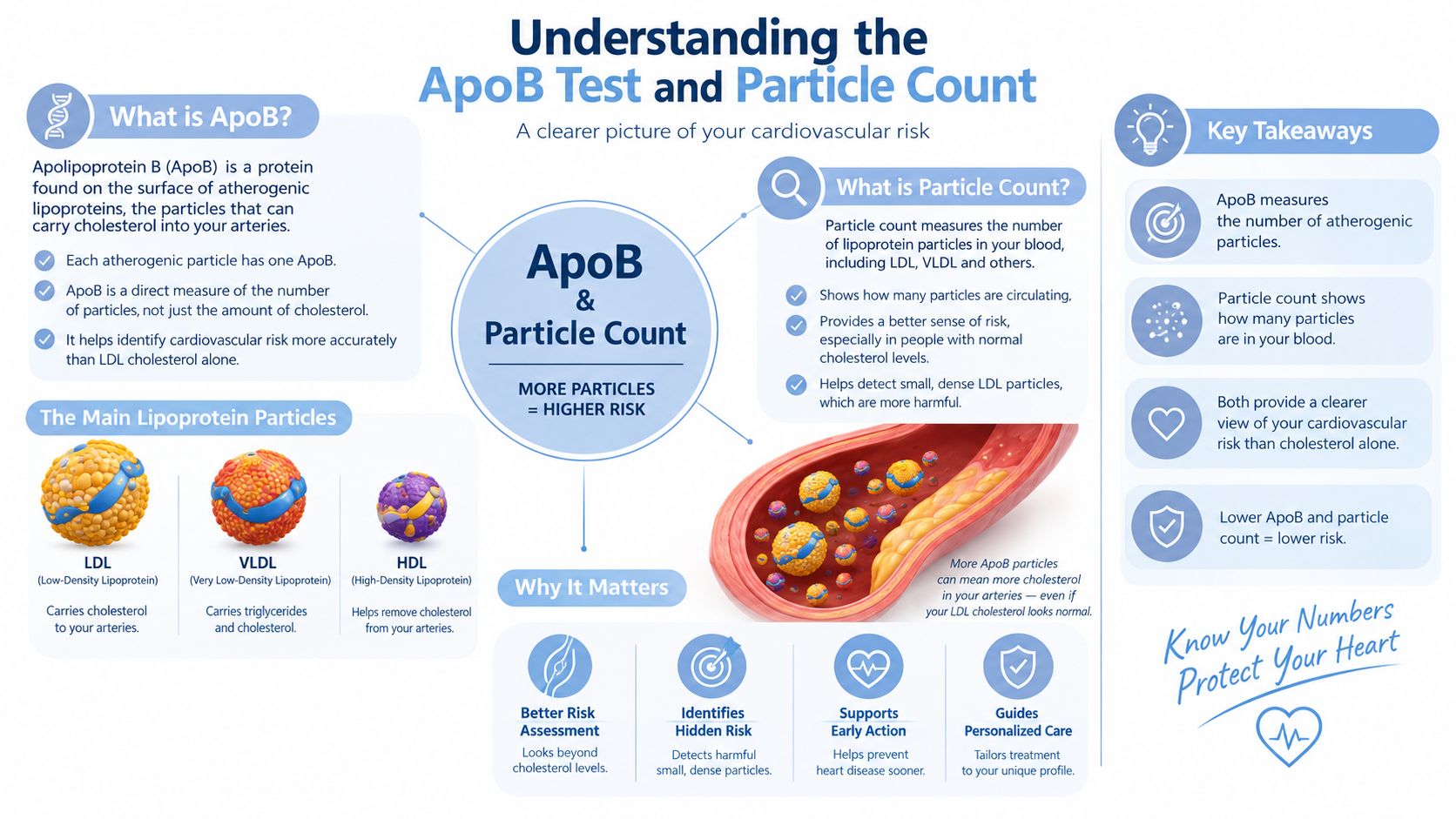 An infographic explaining how ApoB tests and particle counts help assess cardiovascular risk by measuring atherogenic particles.