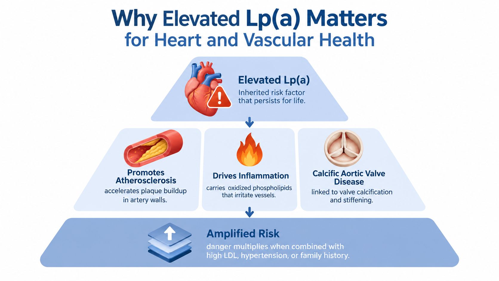 A diagram explaining how elevated Lp(a) causes atherosclerosis, inflammation, and aortic valve disease, increasing cardiovascular health risks.
