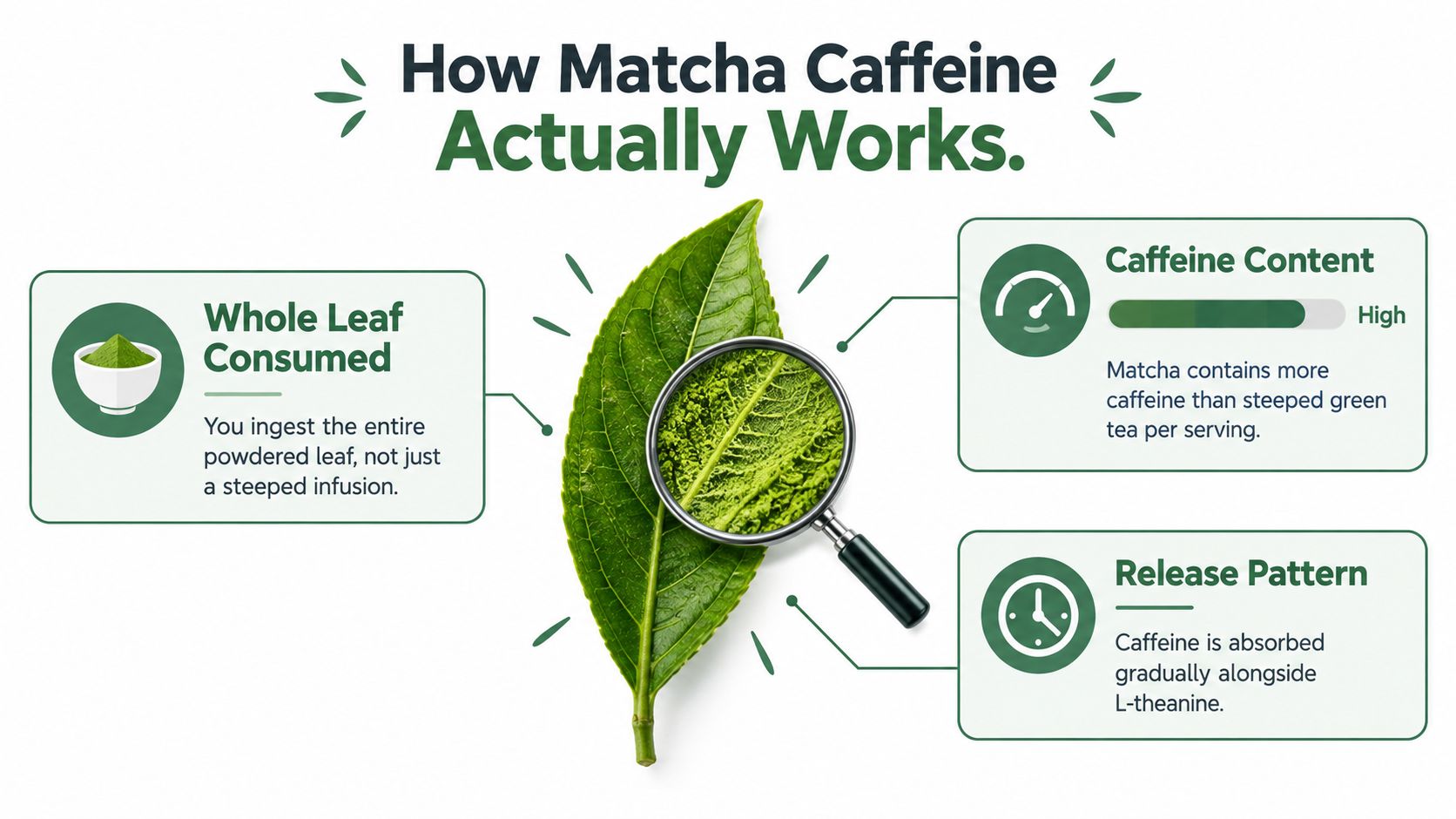 An infographic explaining how matcha caffeine works by consuming the whole leaf and its absorption pattern.