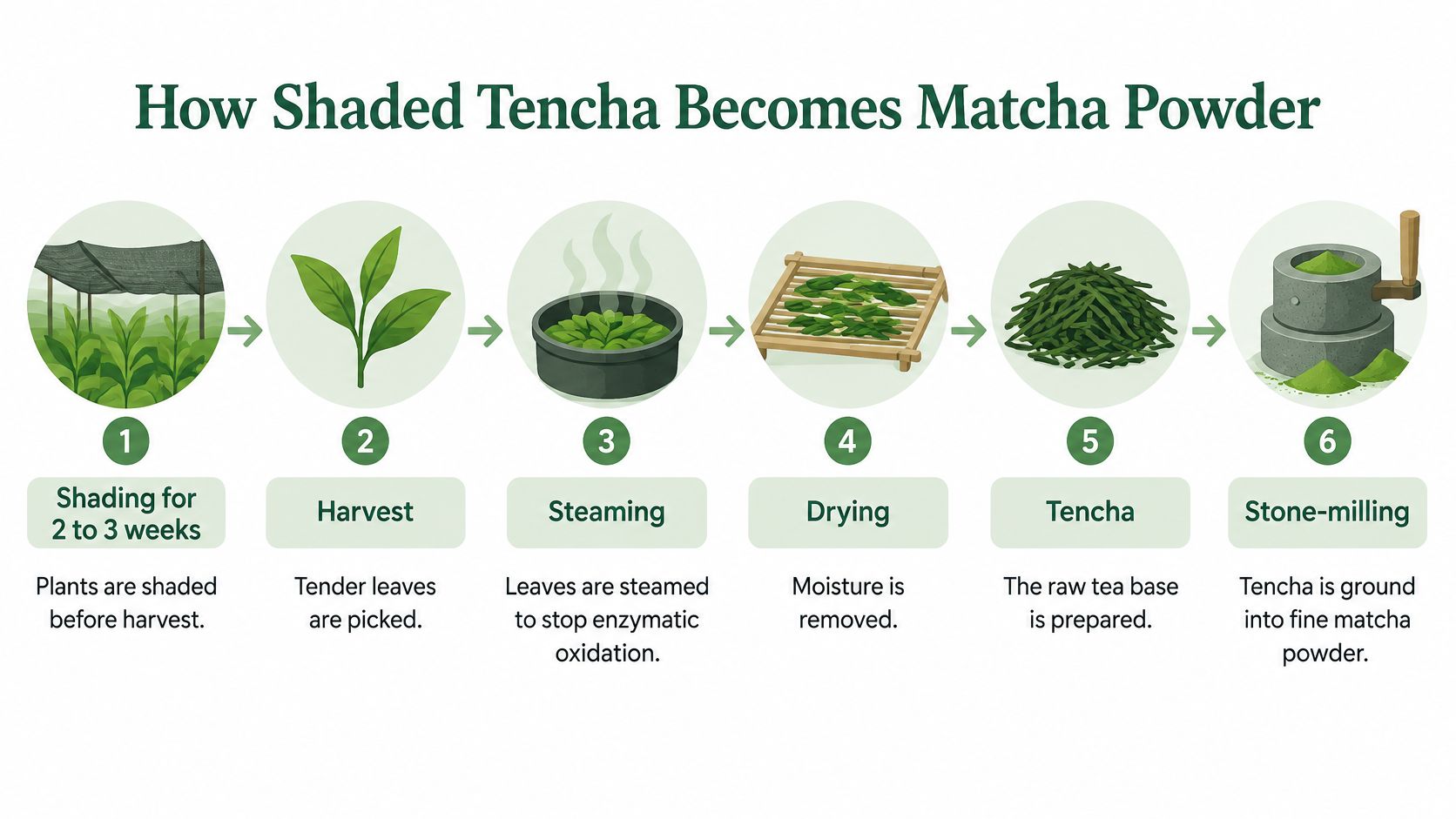 A step-by-step infographic showing how tea leaves are processed from shaded plants into fine matcha powder.