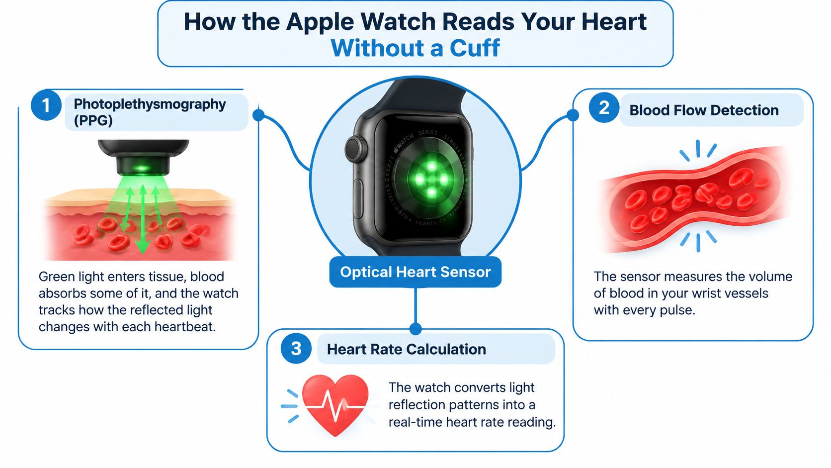 A diagram explaining how Apple Watch optical heart sensors measure blood flow and heart rate via photoplethysmography.