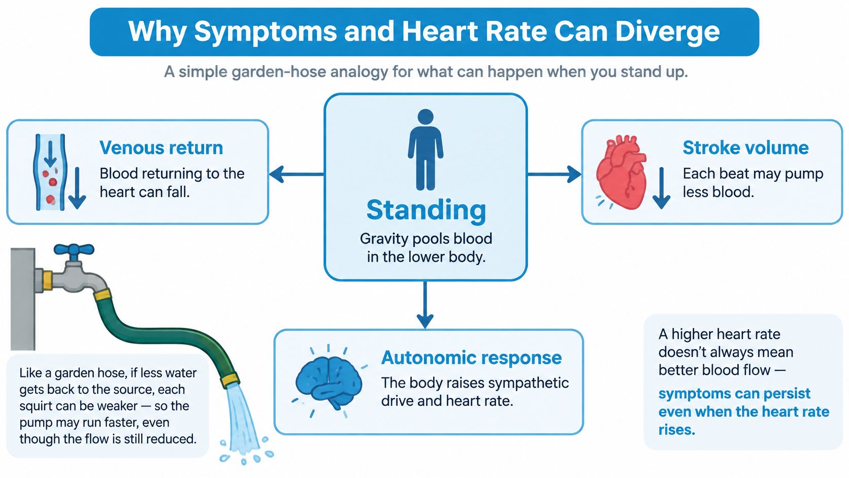 A diagram explaining how standing can cause reduced blood flow and increased heart rate in pots syndrome.
