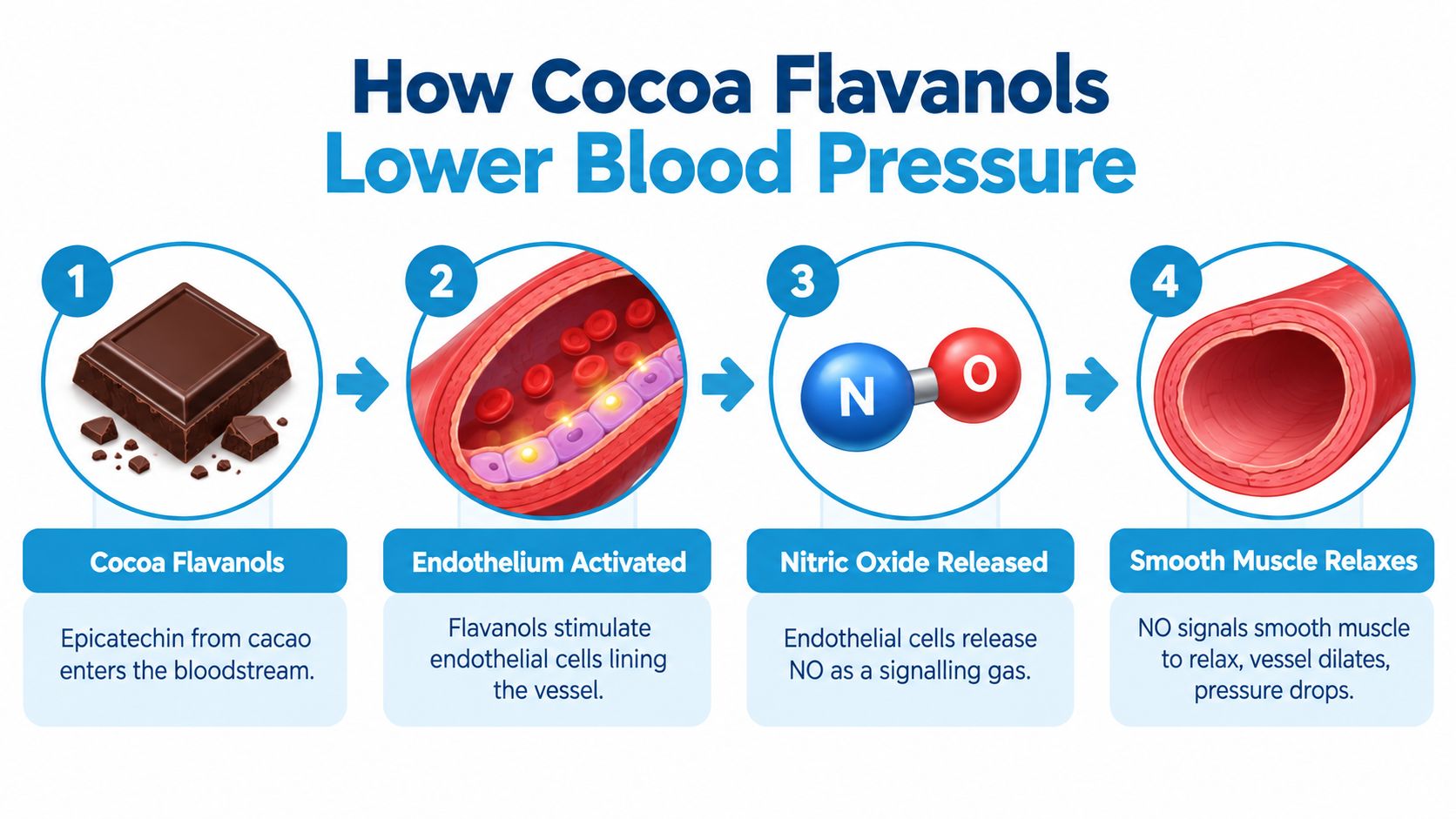 An infographic showing how cocoa flavanols from dark chocolate help lower blood pressure by relaxing blood vessels.