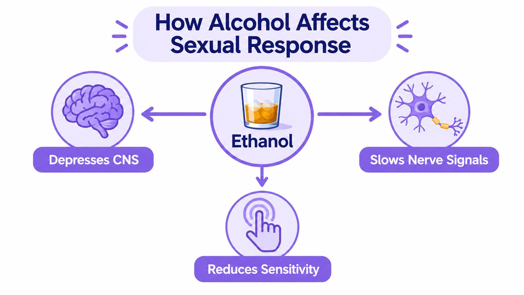 A diagram illustrating how ethanol affects sexual response by depressing the CNS, slowing nerve signals, and reducing sensitivity.
