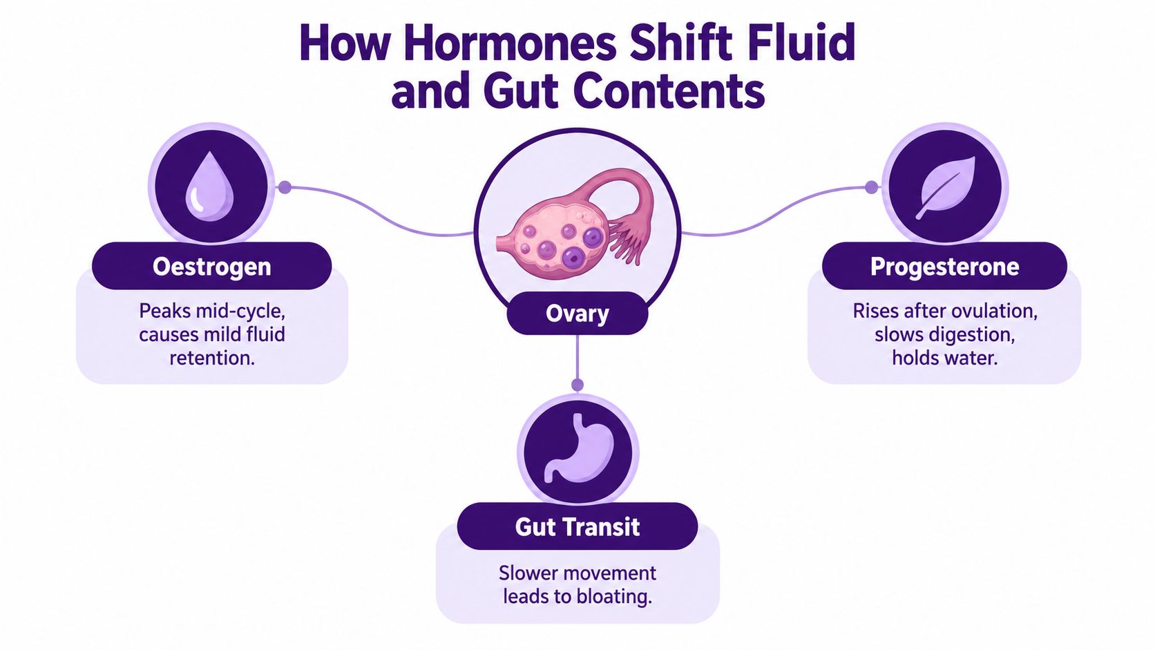 A diagram illustrating how Oestrogen and Progesterone hormones impact fluid retention and digestion during ovulation cycles.