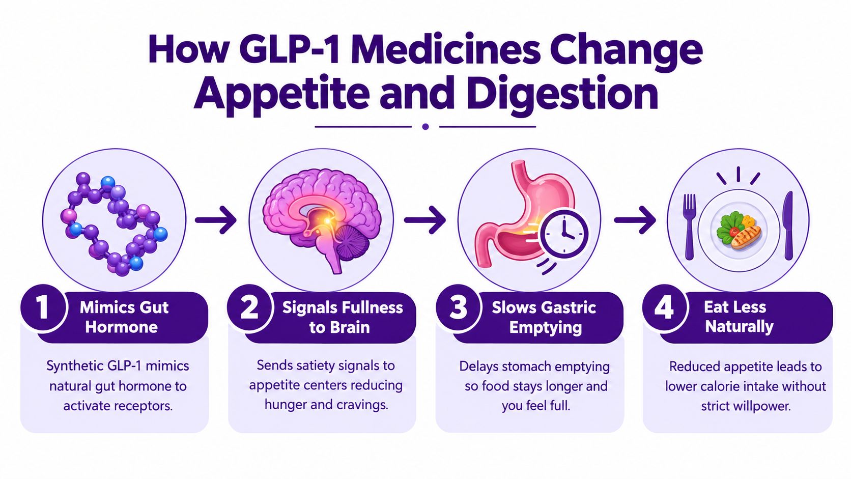 An infographic showing the four-step process of how GLP-1 medications work to regulate appetite and digestion.