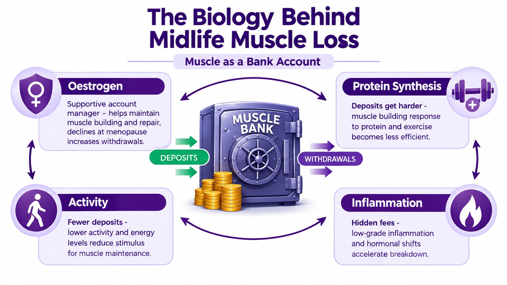 An infographic titled The Biology Behind Midlife Muscle Loss comparing muscle mass to a bank account.