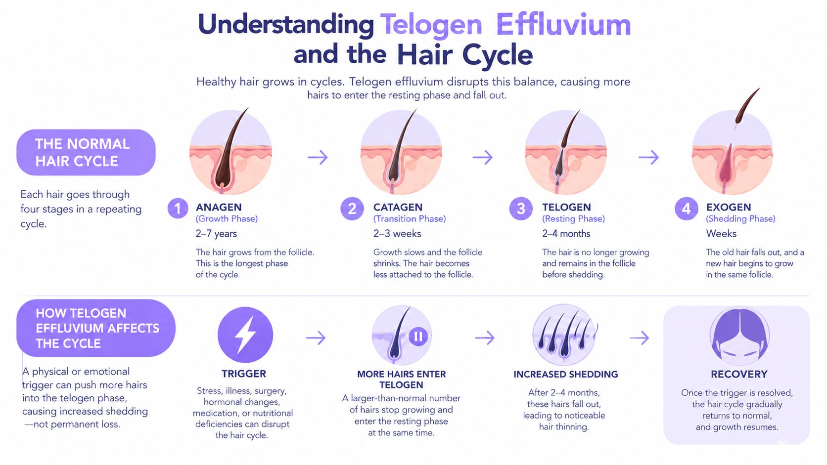A diagram explaining the stages of the hair growth cycle and how telogen effluvium causes hair thinning.