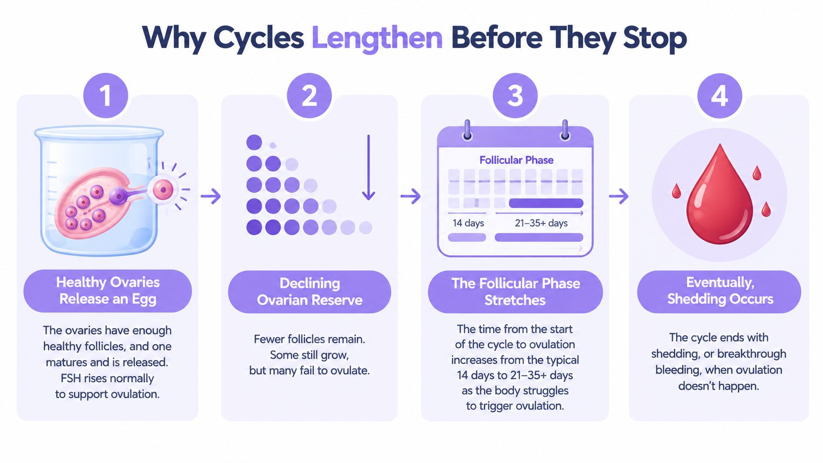 A four-step infographic explaining how declining ovarian reserve causes menstrual cycles to lengthen before eventually stopping.