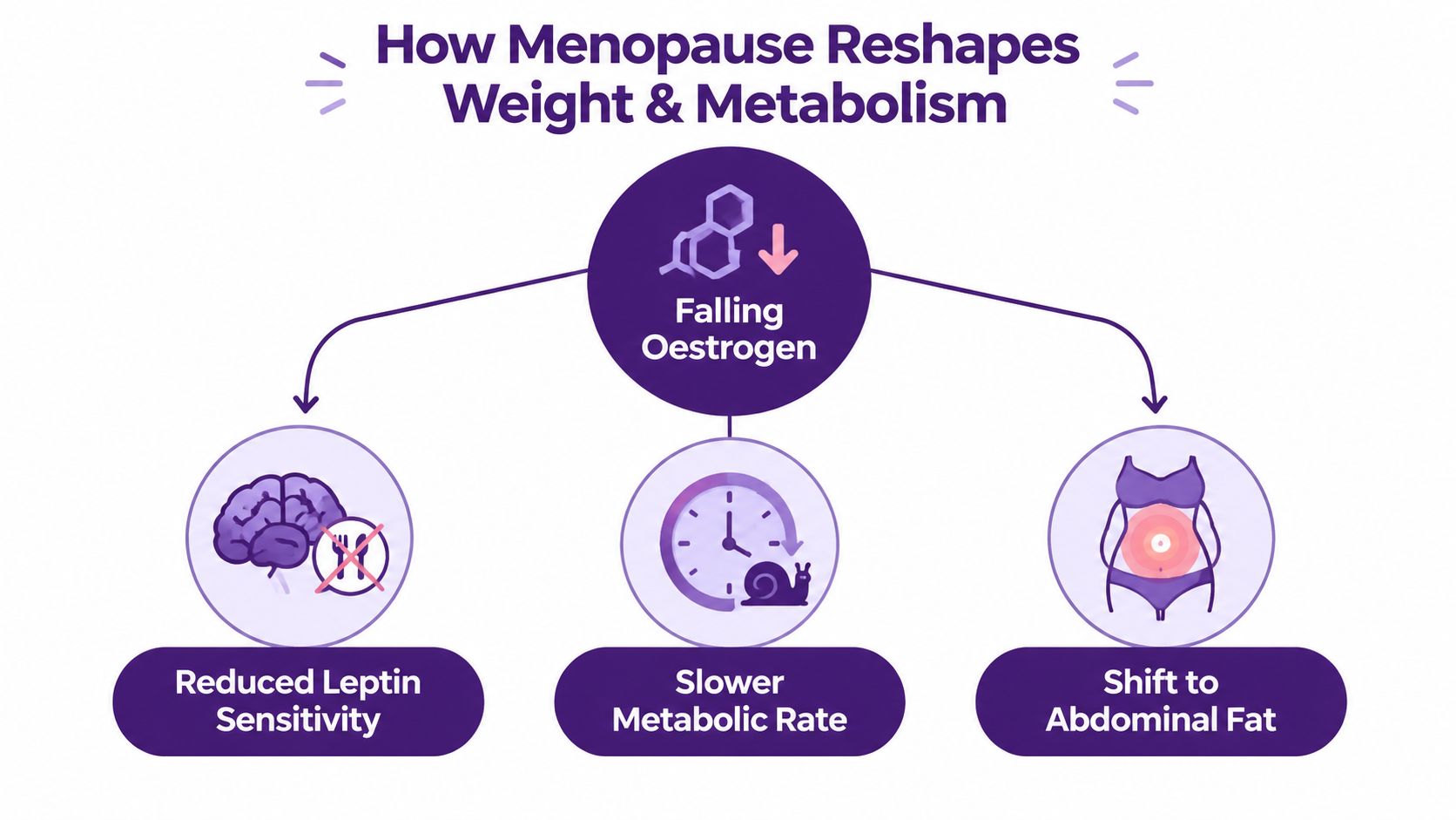 An infographic showing how falling oestrogen levels during menopause lead to weight and metabolism changes.