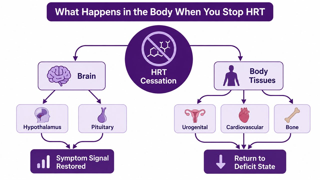 A diagram illustrating how stopping hormone replacement therapy affects the brain, body tissues, and symptoms.