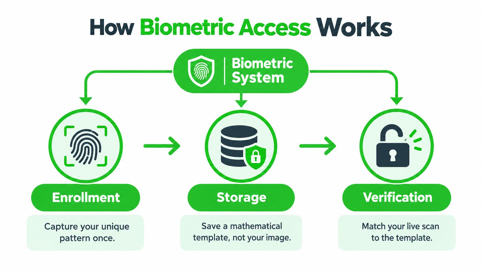 An infographic illustrating the three main steps of a biometric access system: enrollment, storage, and verification.
