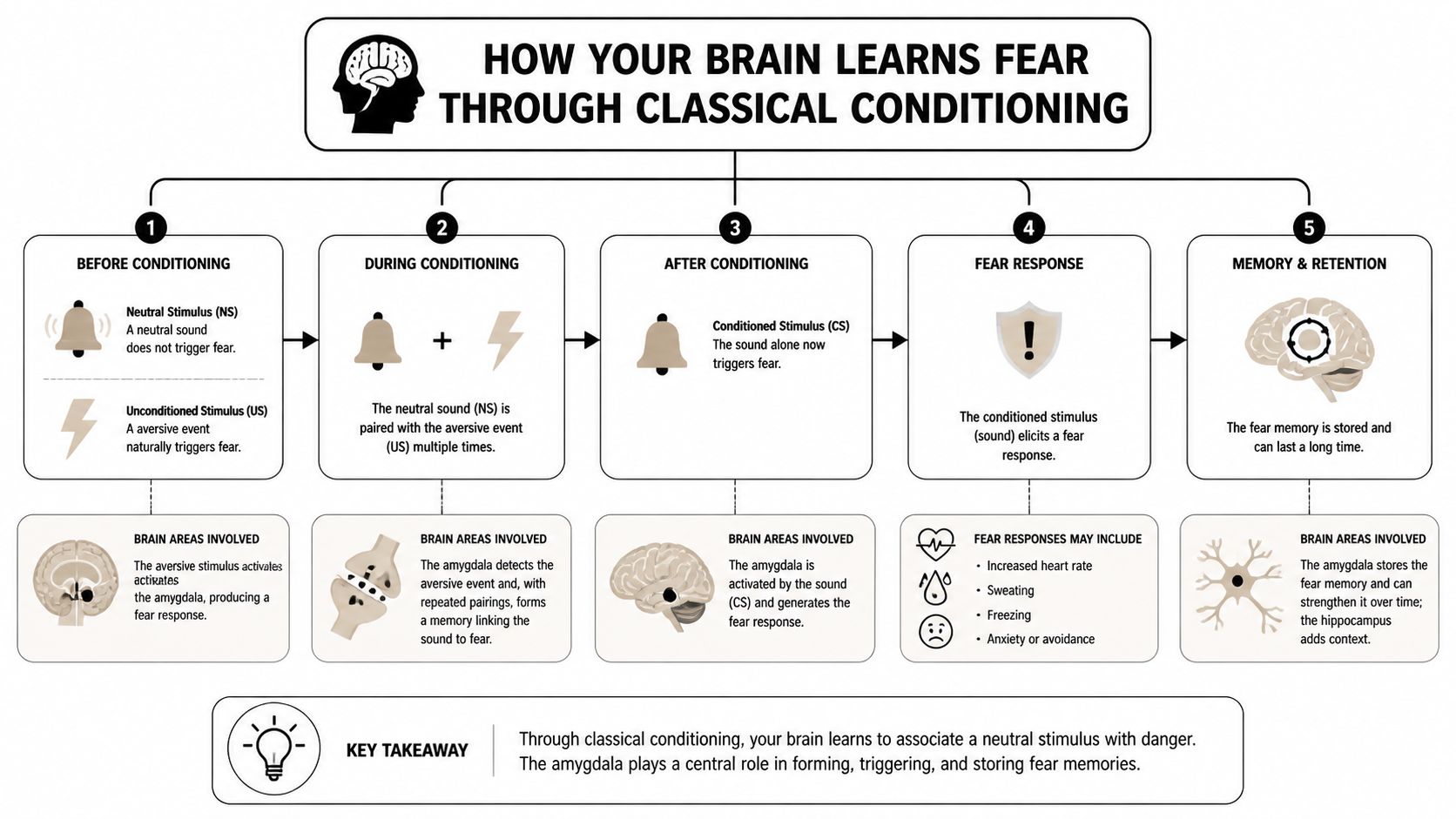 A diagram illustrating how the brain processes and learns fear through the process of classical conditioning.
