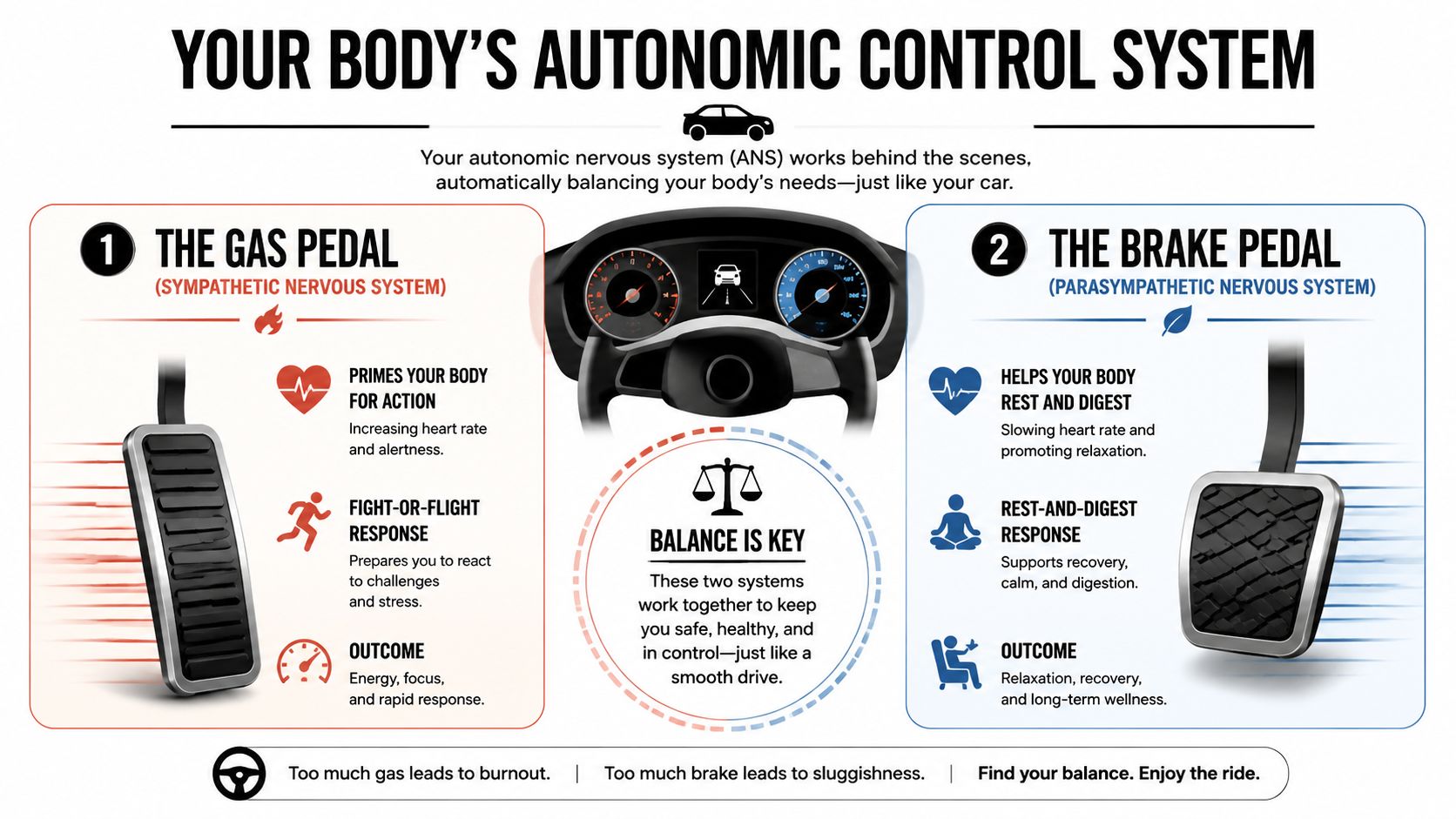 An infographic comparing the autonomic nervous system to a car with gas and brake pedals.