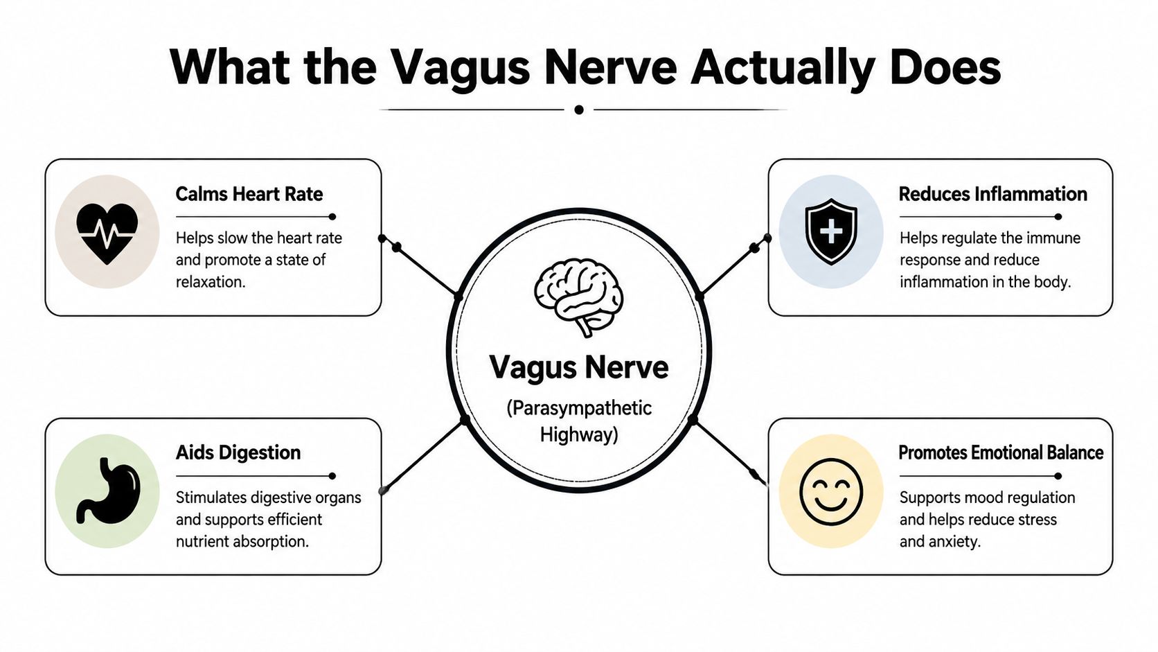 An infographic titled What the Vagus Nerve Actually Does, detailing its role in heart, digestion, inflammation, and emotions.