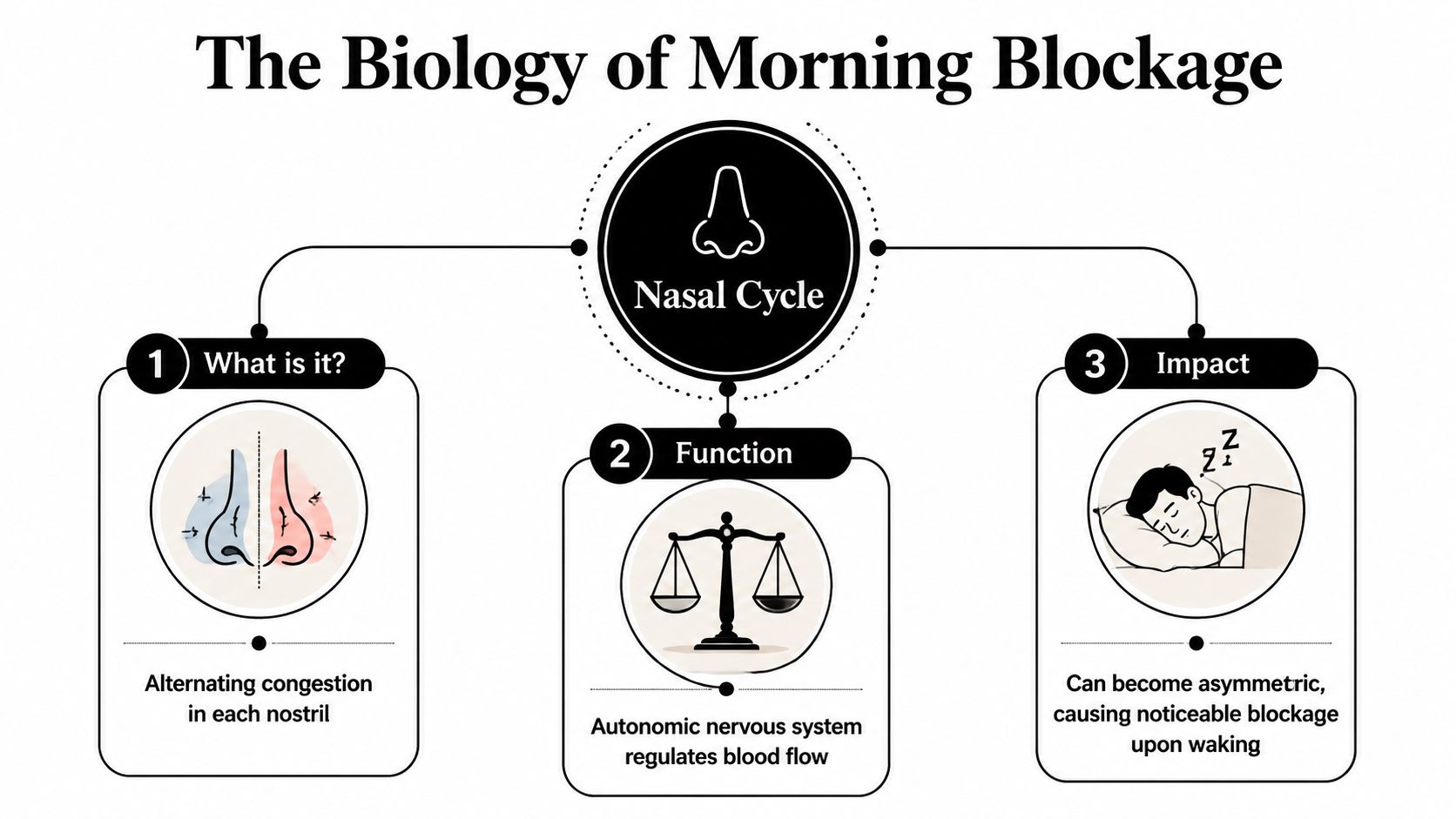 A diagram explaining the nasal cycle and why it causes alternating morning congestion in the nostrils.
