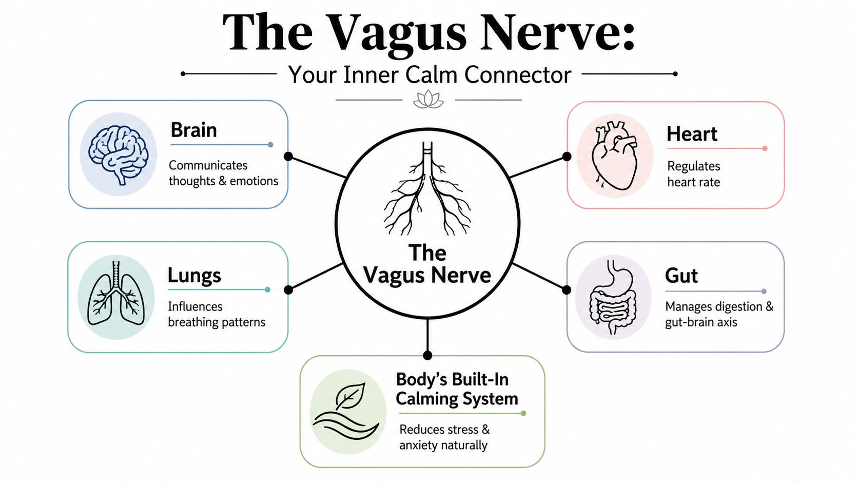 A diagram illustrating the Vagus Nerve's connection to the brain, heart, lungs, and gut for calming.