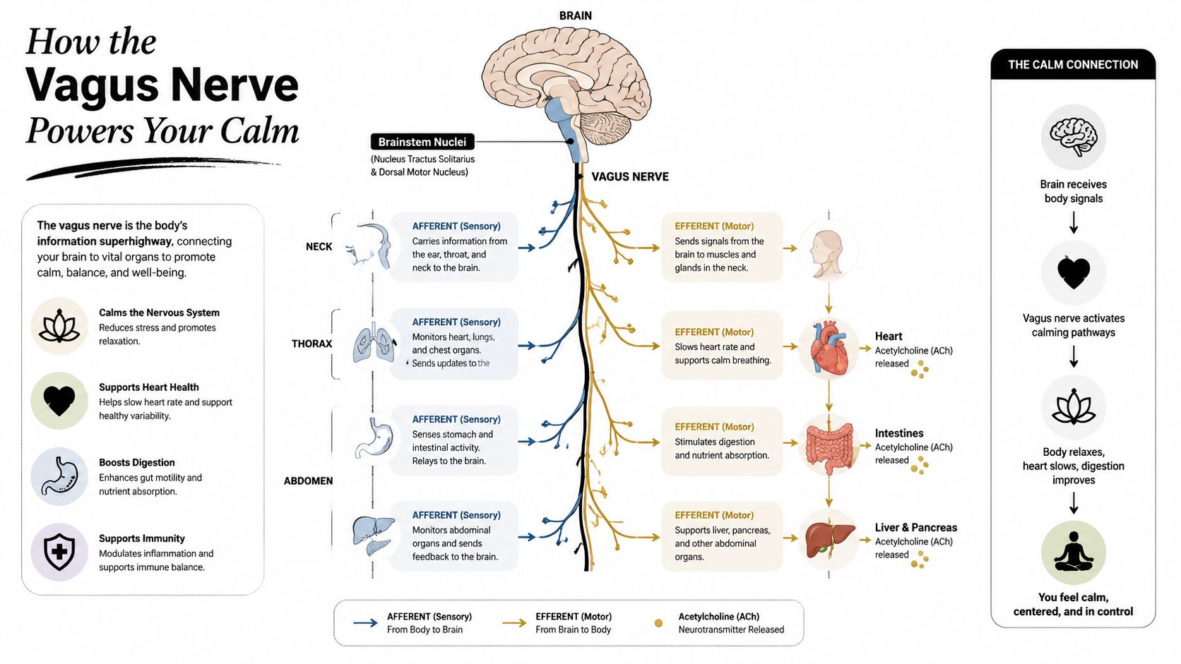 An infographic showing the vagus nerve connecting the brain to organs to promote body relaxation and calm.